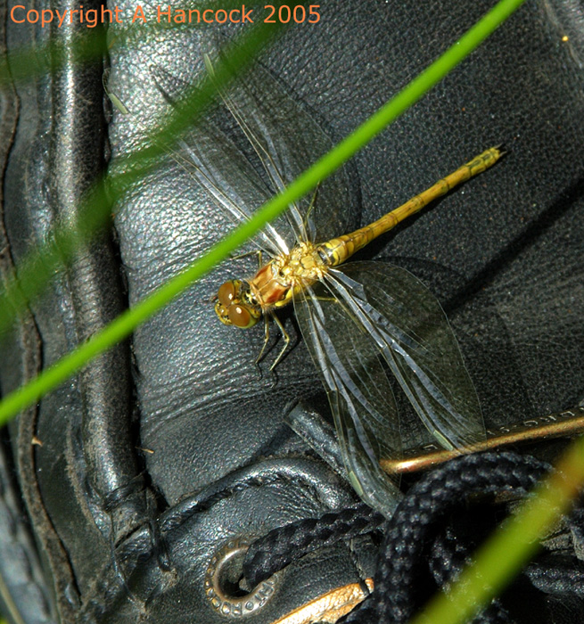 DSCF5988_1