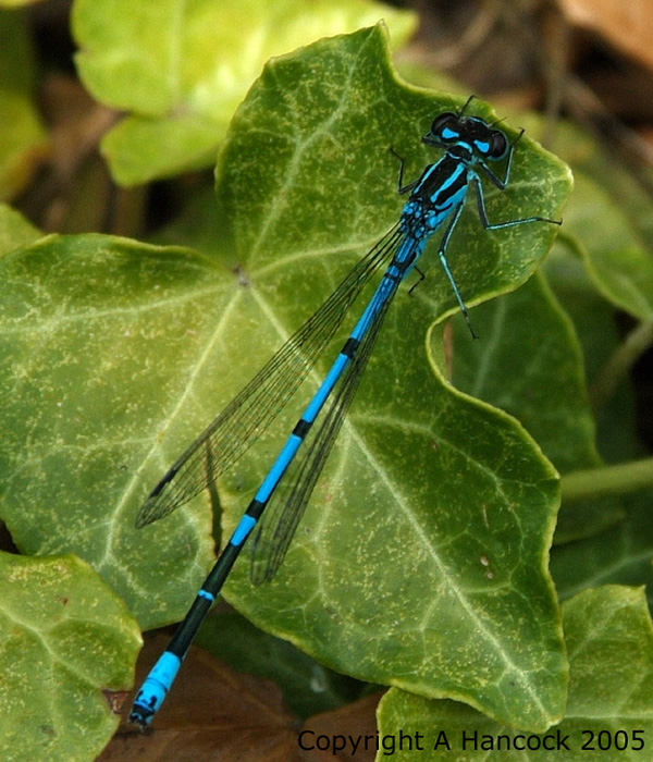 DSCF6008_1
