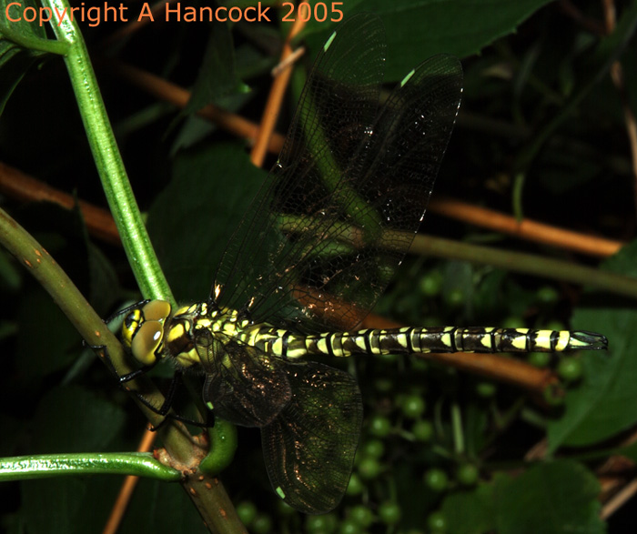 DSCF6633_1
