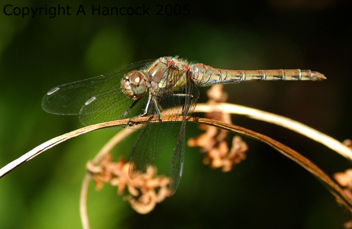 DSCF6788_1