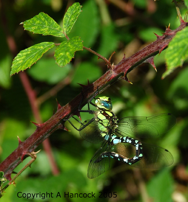 DSCF6943_1