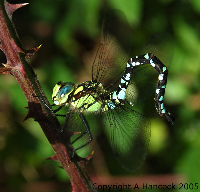 DSCF6946_1