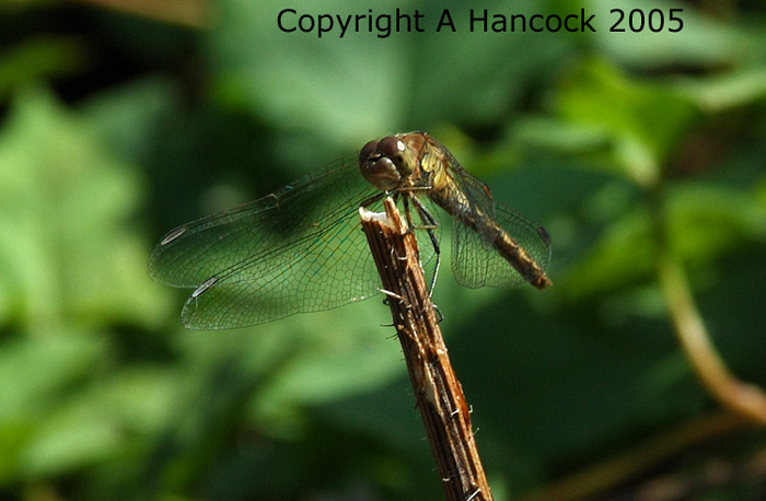 DSCF6953_1