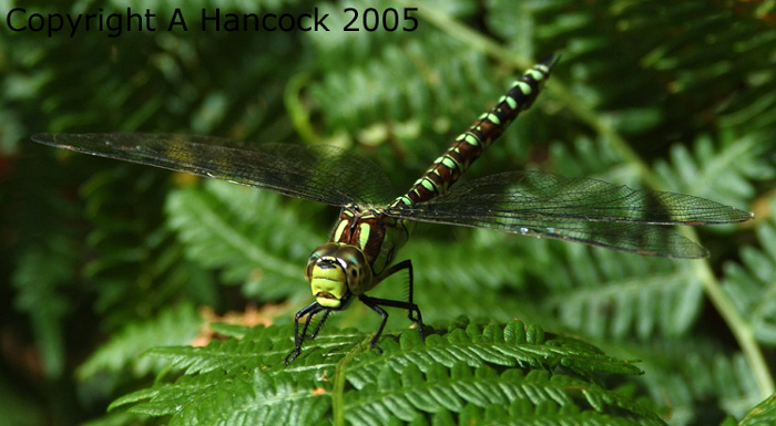 DSCF7045_1