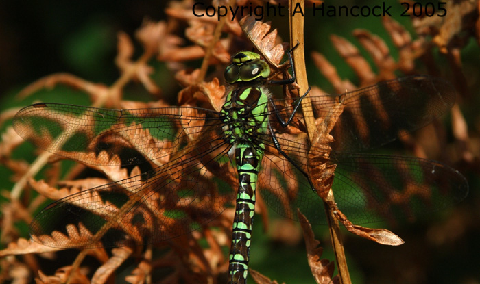 DSCF7056_1
