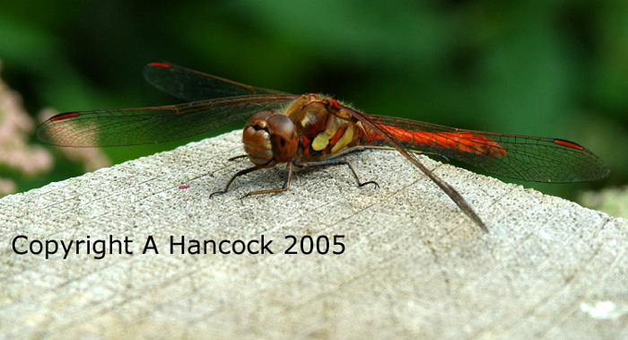 DSCF7110_1