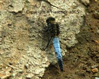 DSCF5796_1