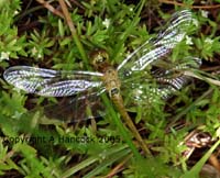 DSCF5985_1