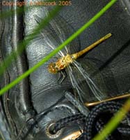 DSCF5988_1