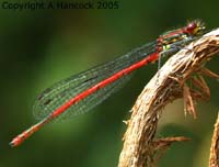 DSCF5996_1