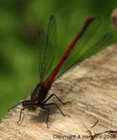 DSCF6003_1