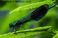 DSCF6296_1
