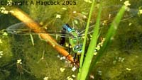 DSCF6421_1