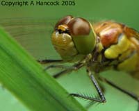 DSCF6525_1