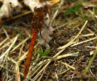DSCF6571_1