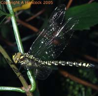 DSCF6613_1