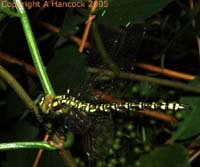 DSCF6633_1