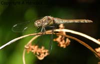 DSCF6788_1