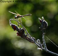 DSCF6804_1