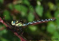 DSCF6937_1