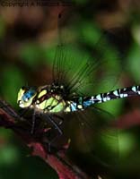 DSCF6938_1