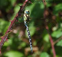 DSCF6941_1