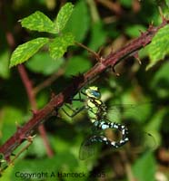 DSCF6943_1