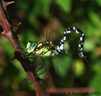 DSCF6946_1