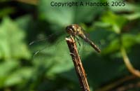 DSCF6953_1