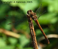 DSCF6956_1