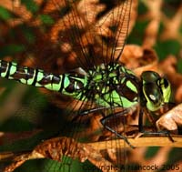 DSCF7061_1