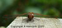 DSCF7113_1